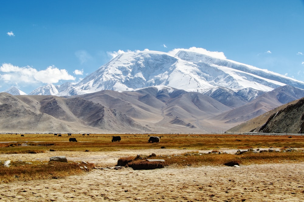 a group of animals grazing in a field with a mountain in the background