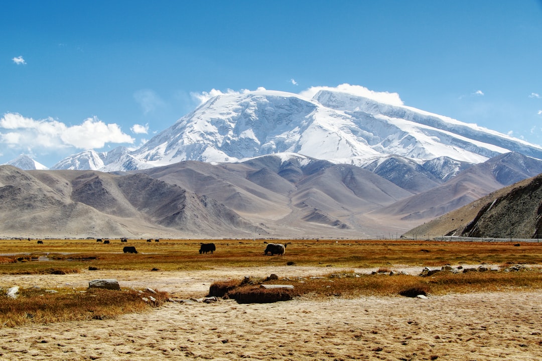 a group of animals grazing in a field with a mountain in the background, Muztagata is the Uigurian name for