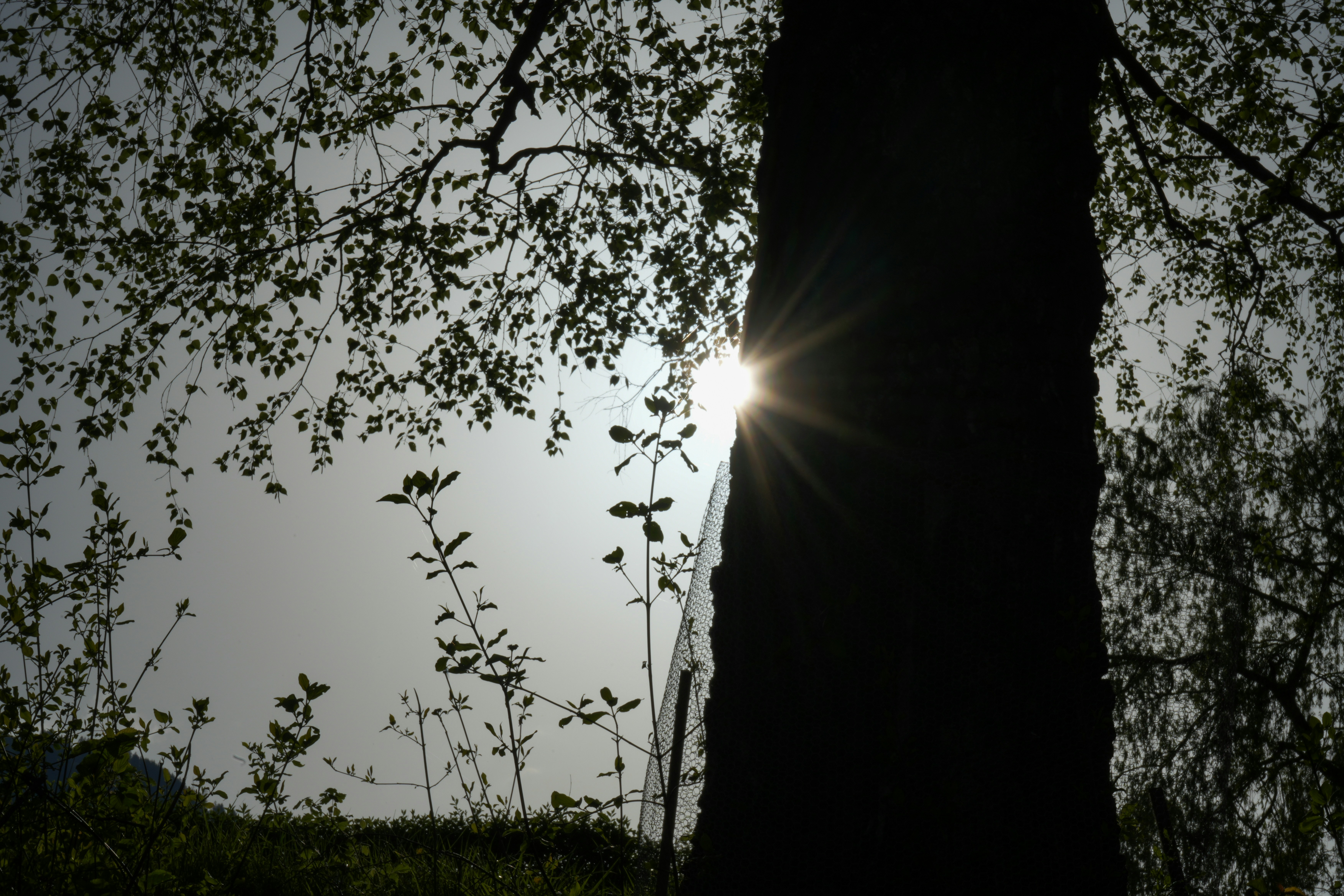 the sun shining through the branches of a tree