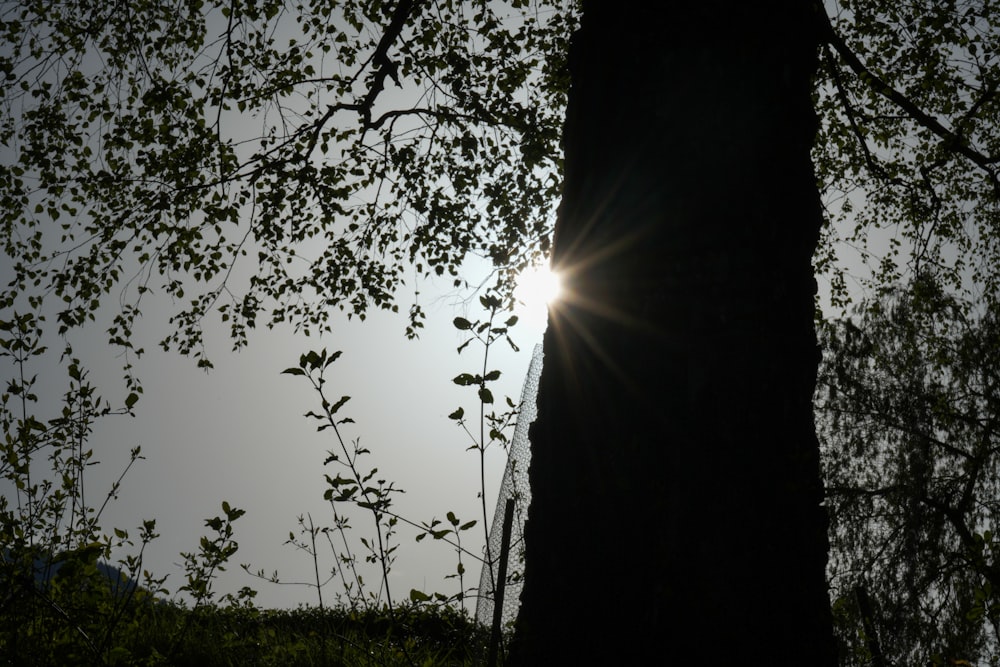 the sun shining through the branches of a tree