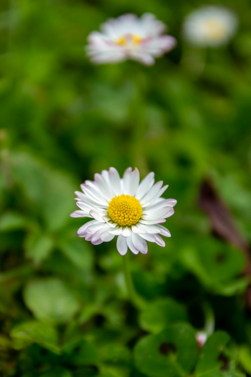 a close up of a white flower with a yellow center