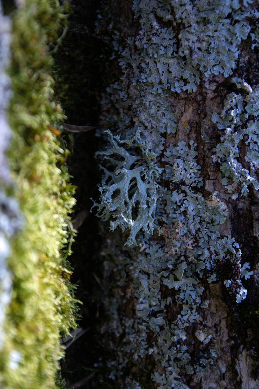 a close up of a tree with moss growing on it