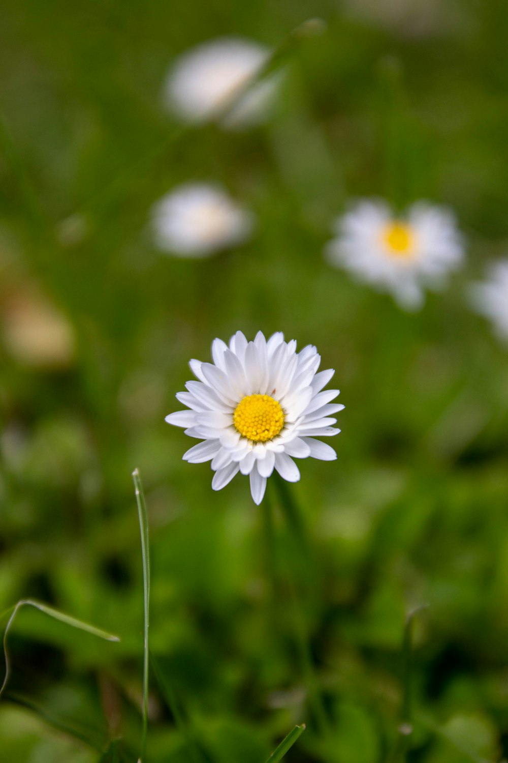 a close up of a daisy in a field of grass