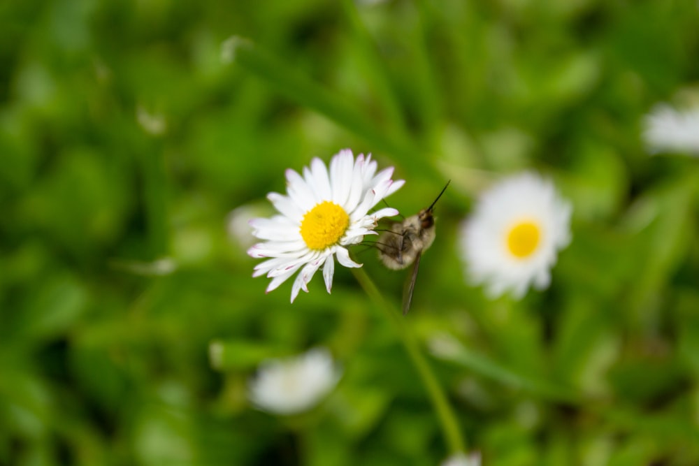 a close up of a white flower with a yellow center