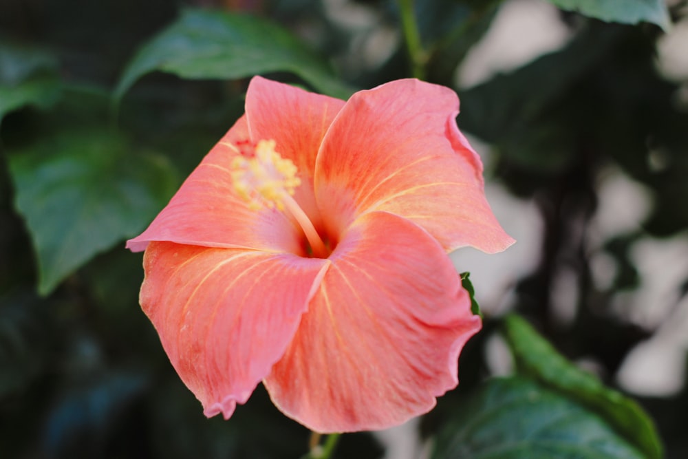 a pink flower with green leaves in the background