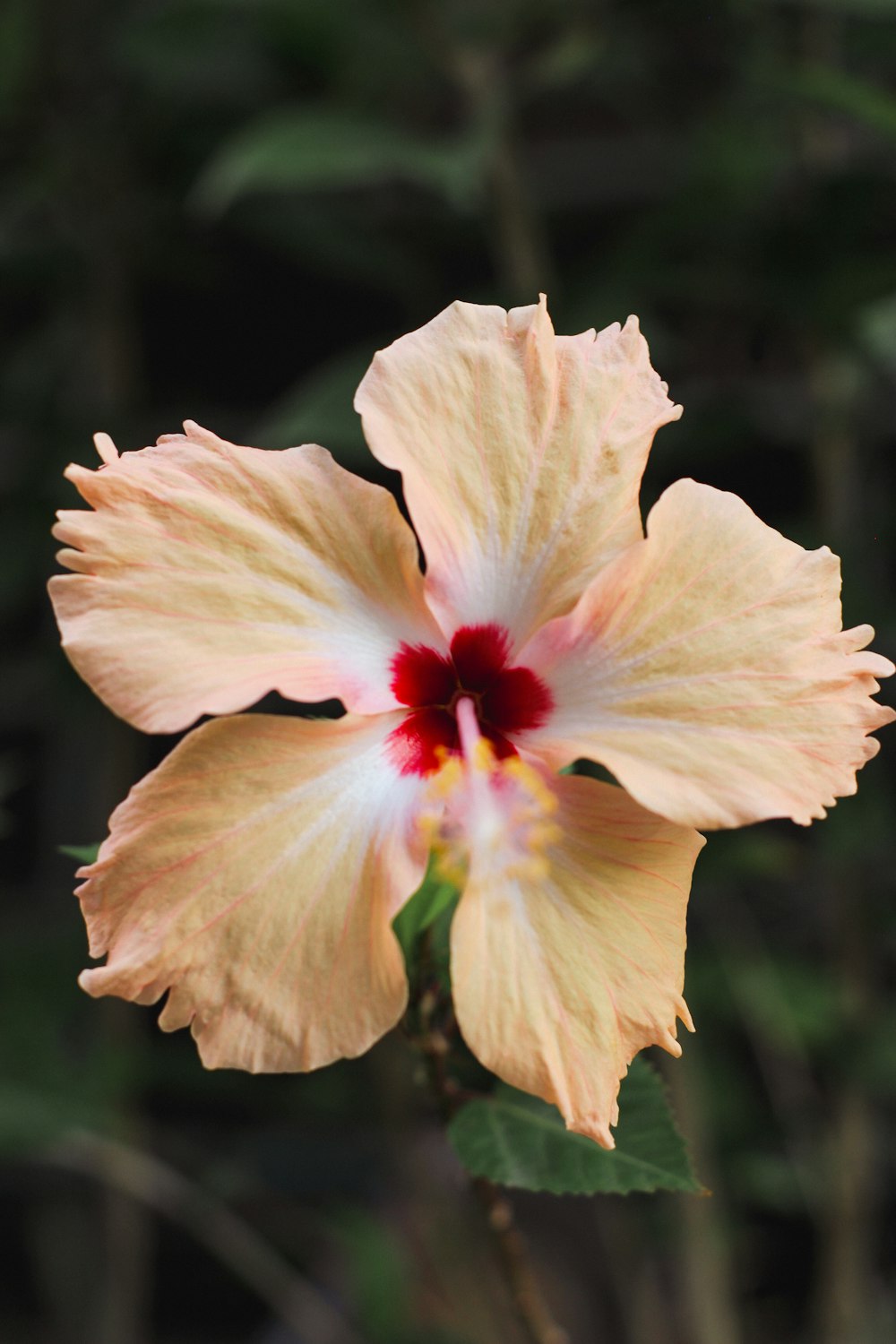 a yellow flower with a red center in a garden