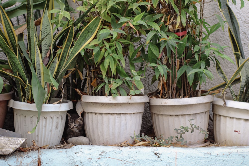 a group of potted plants sitting next to each other