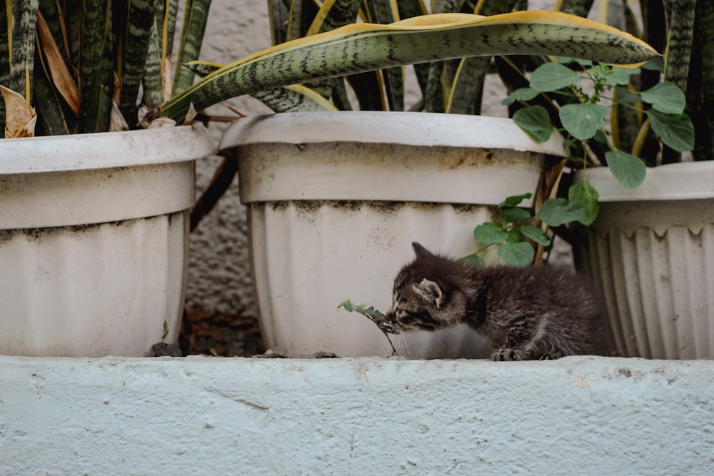 a small kitten sitting on the ground next to a potted plant