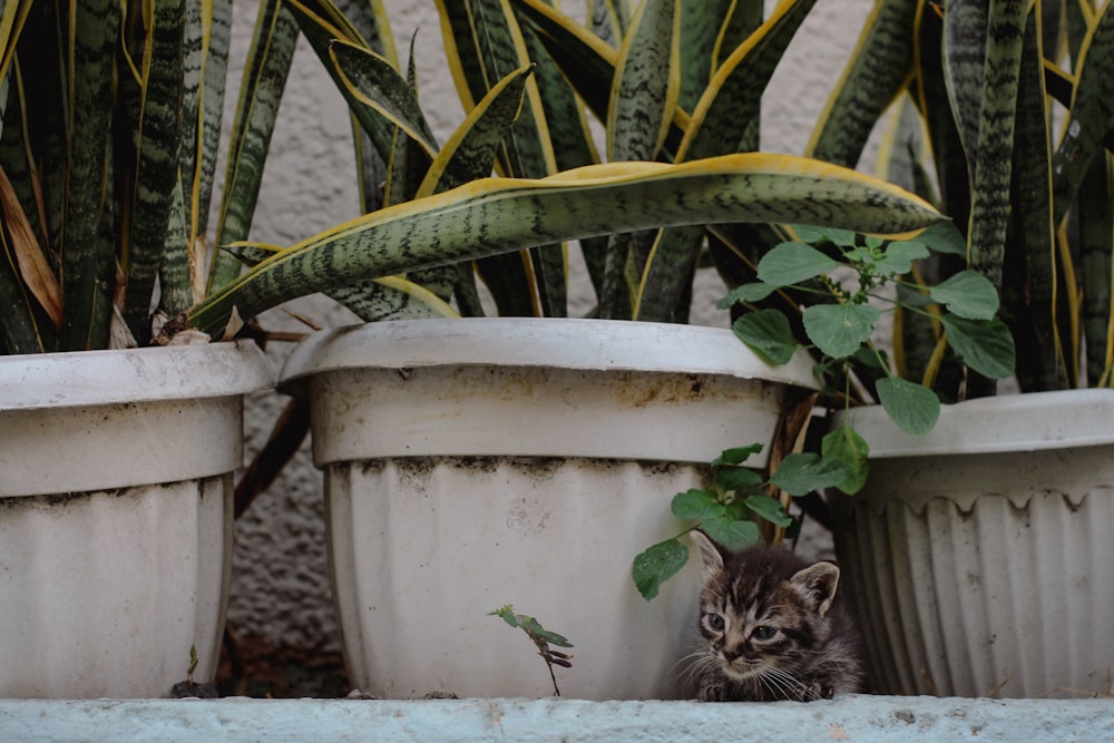 a cat sitting in front of some potted plants