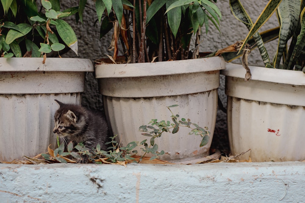 a cat sitting in between two plant pots