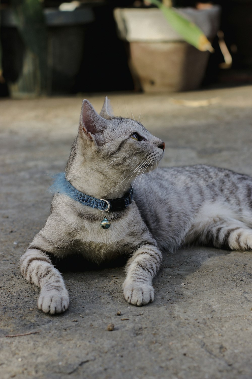a gray and white cat laying on the ground