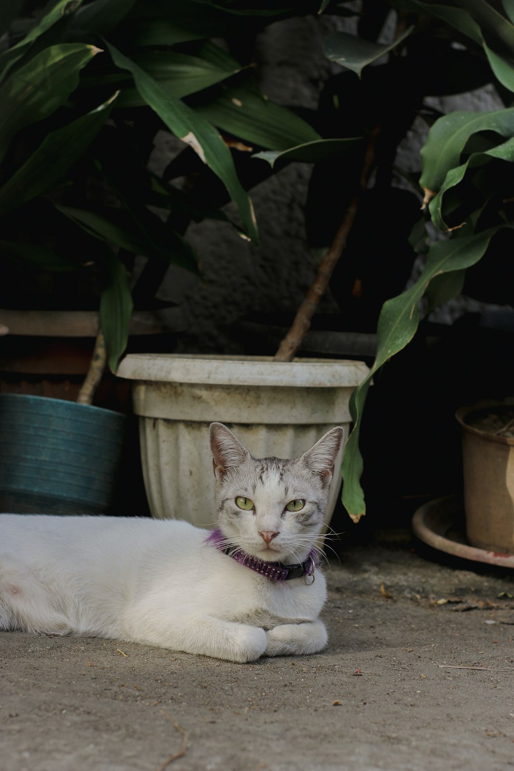 a white cat laying on the ground next to a potted plant