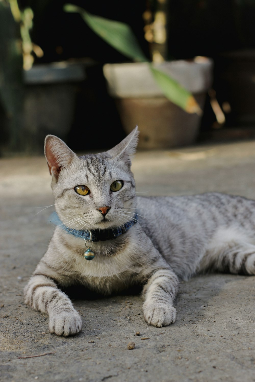 a cat laying on the ground with a collar around it's neck