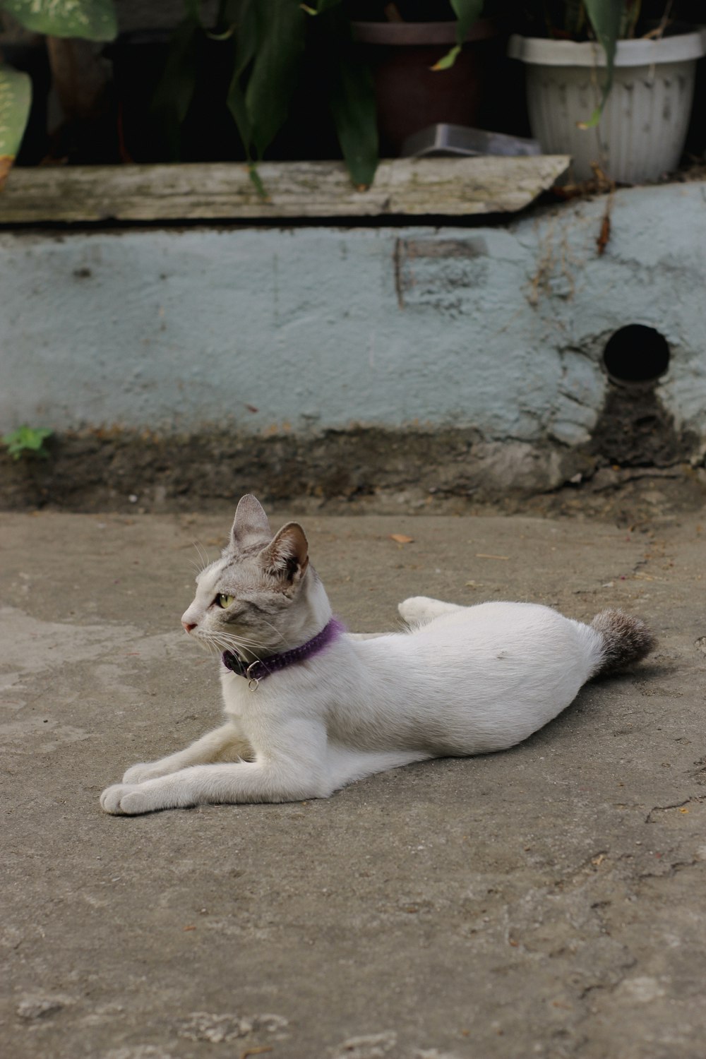 a white cat with a purple collar laying on the ground