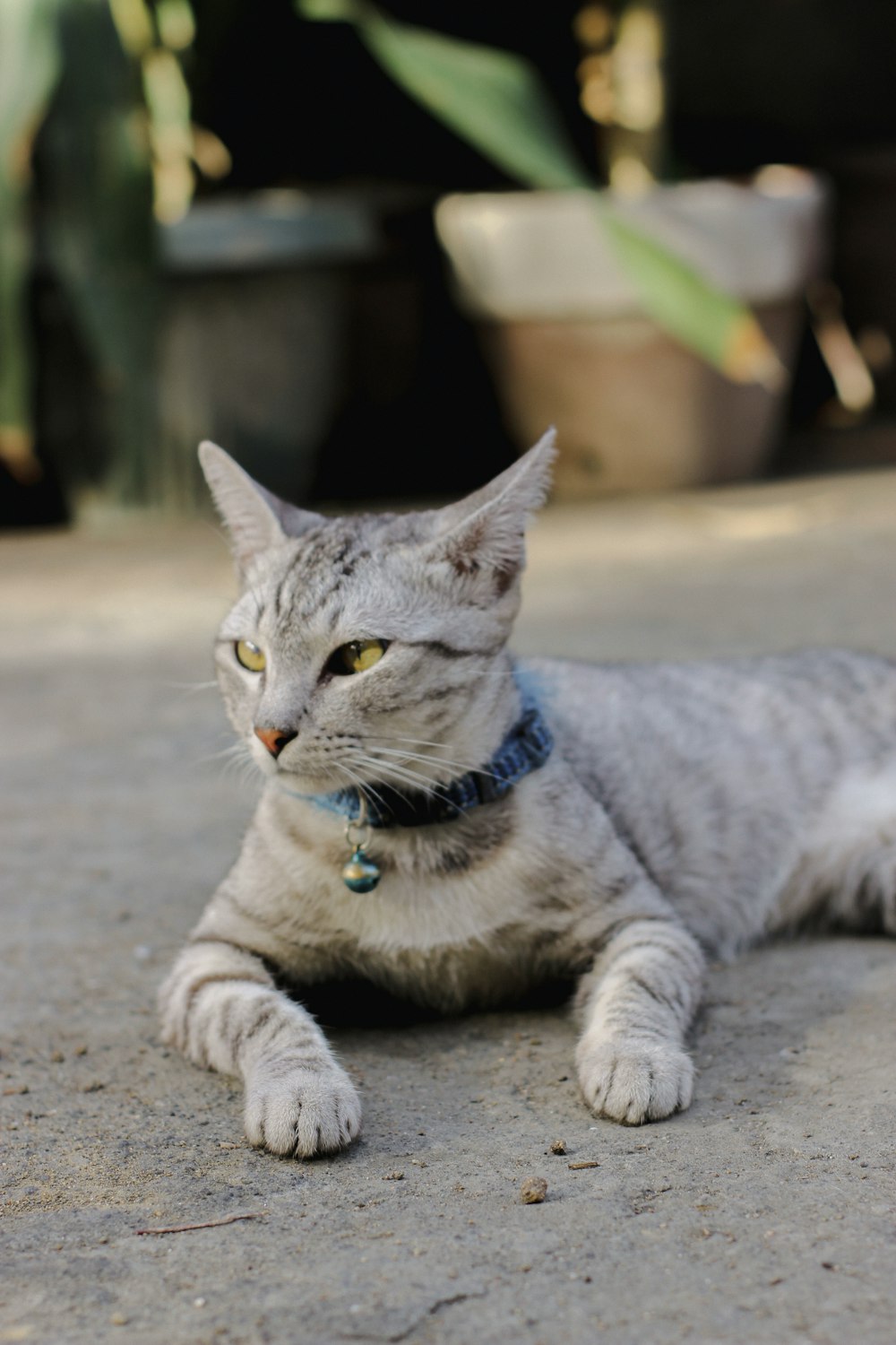 a cat laying on the ground with a collar around it's neck