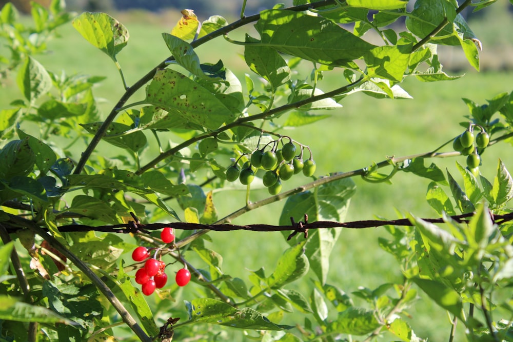 a bush with red berries growing on it behind a barbed wire fence