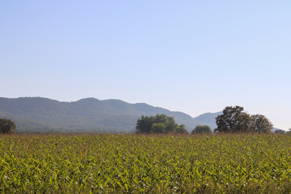 a field of corn with mountains in the background