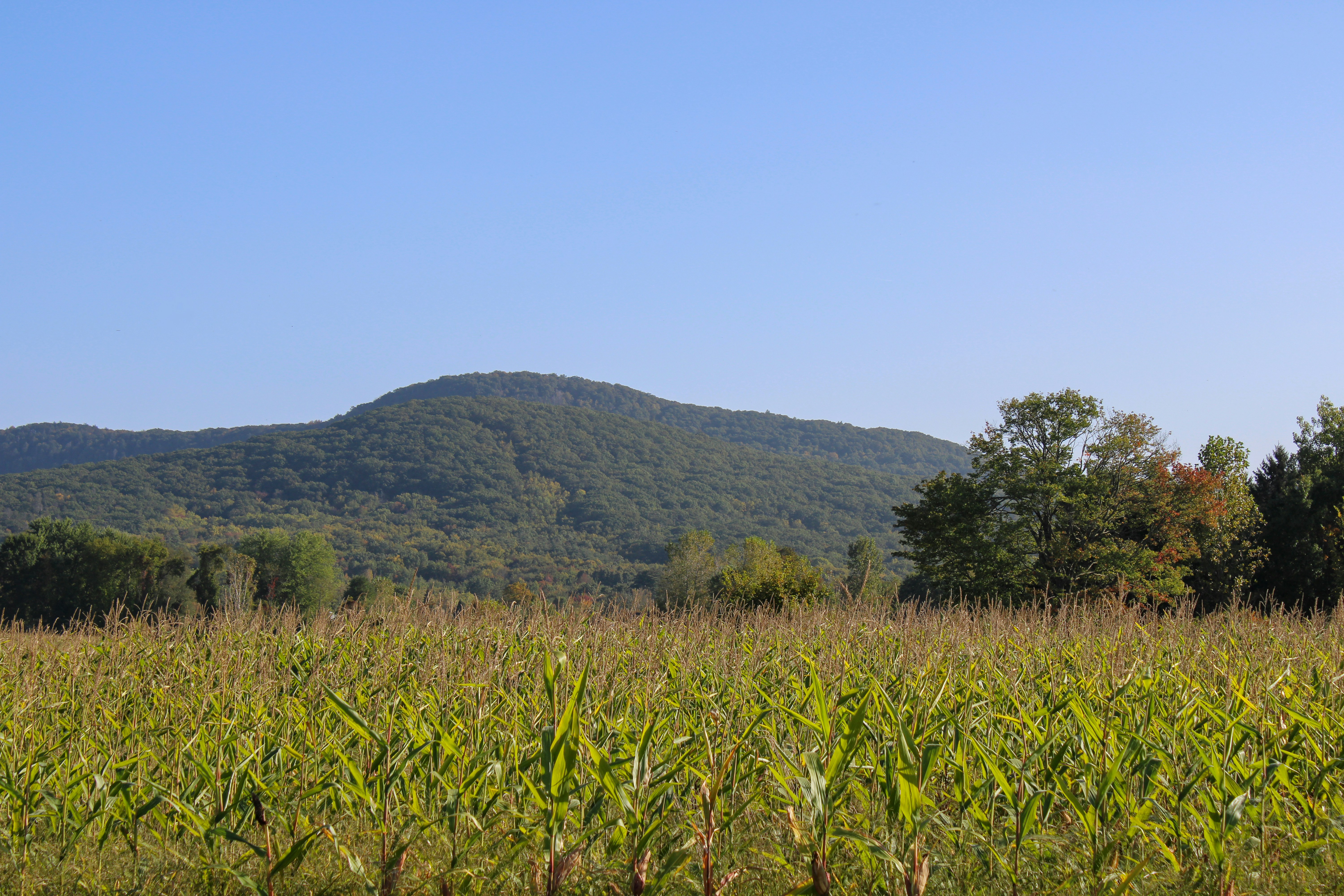 a field of corn with a mountain in the background