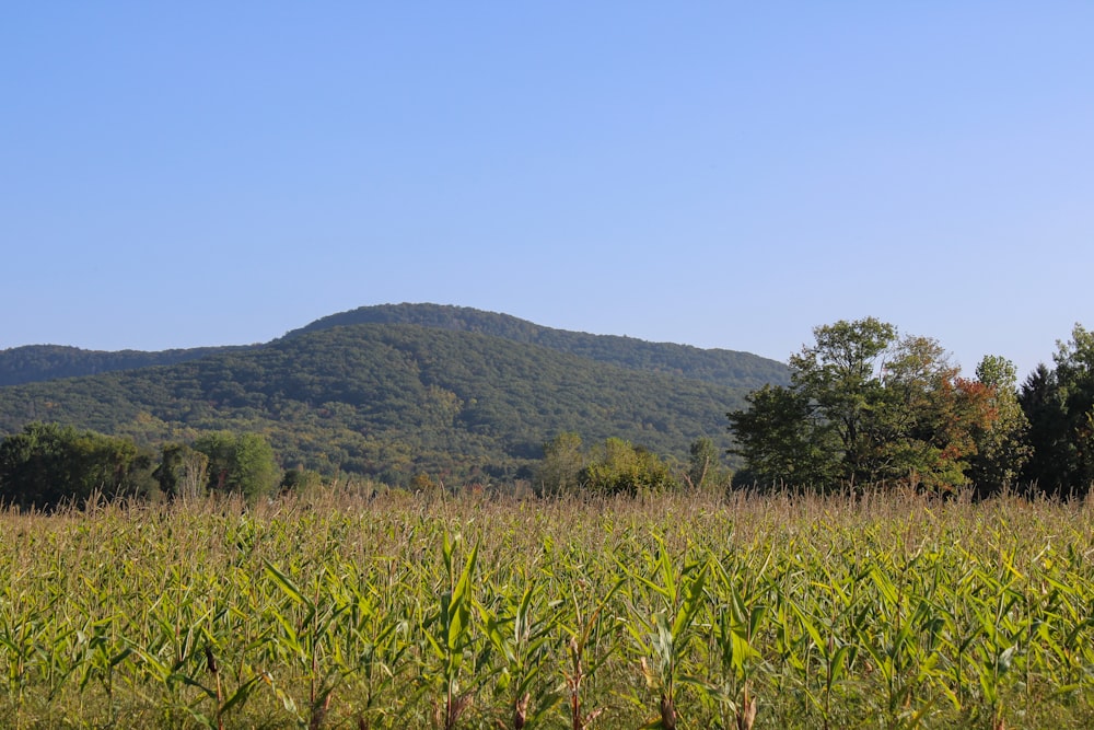 a field of corn with a mountain in the background