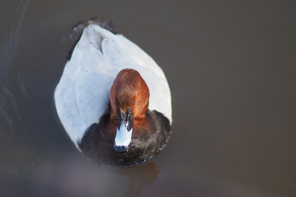 a duck that is swimming in some water