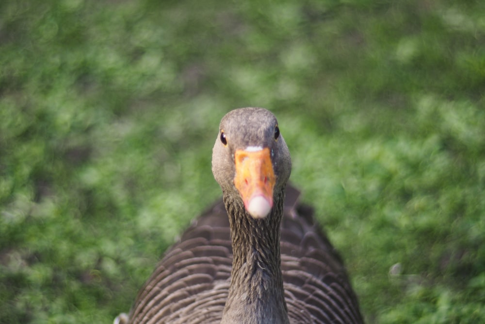 a close up of a duck in a field of grass