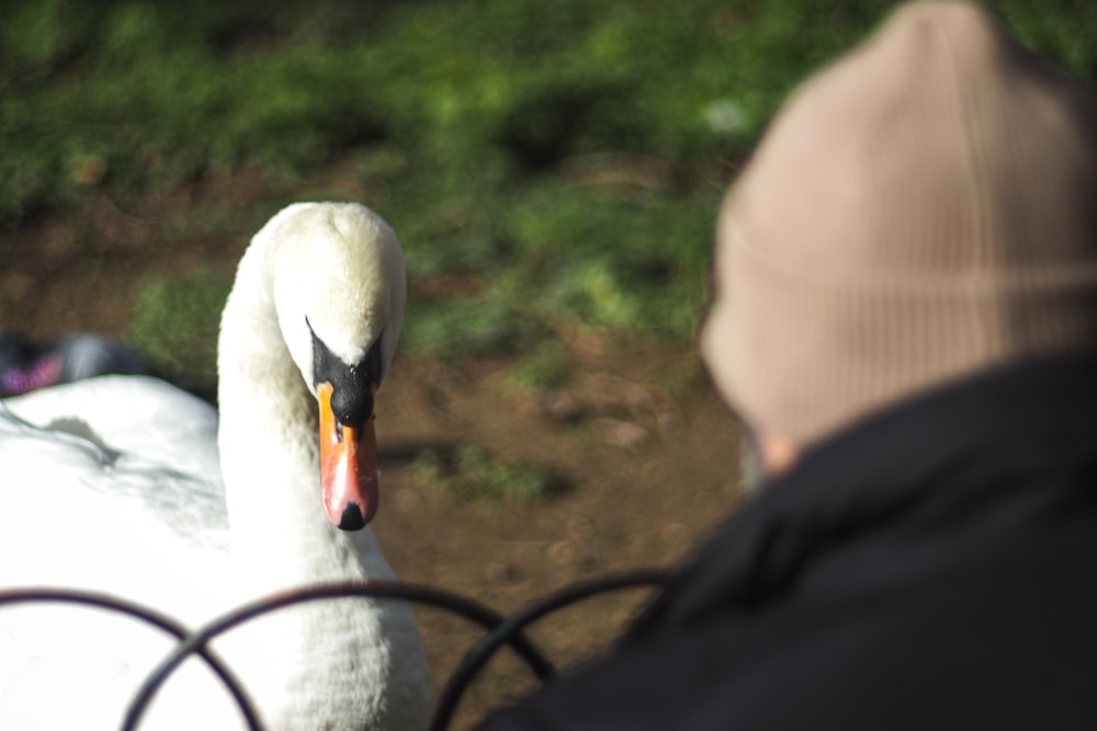 a man sitting next to a white swan
