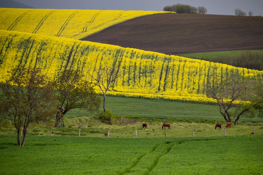 a field with horses grazing in the distance