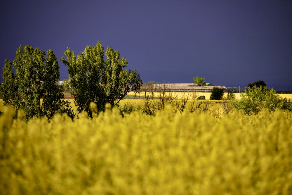 a field with trees and a barn in the distance