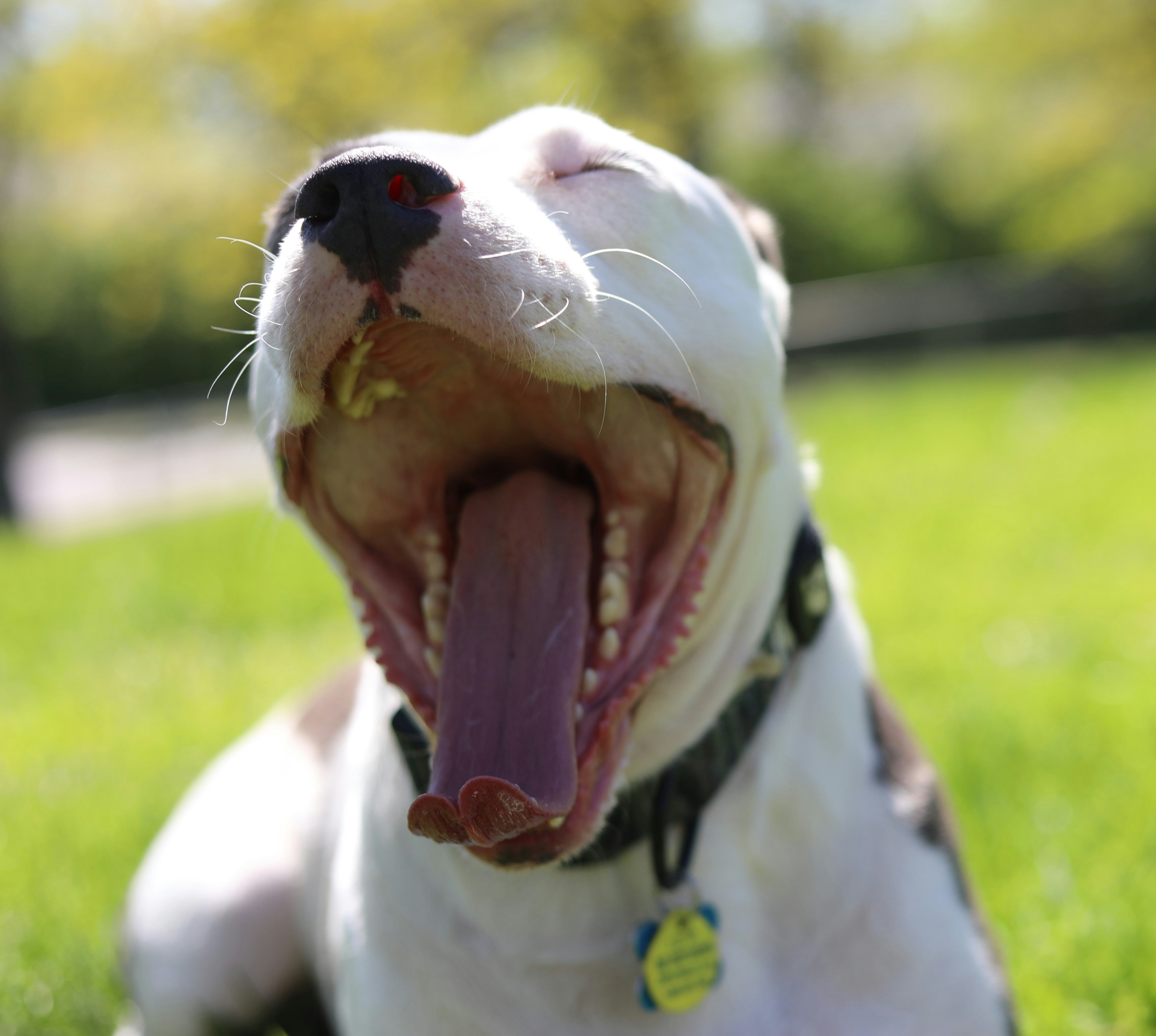 a white and black dog laying in the grass with its mouth open