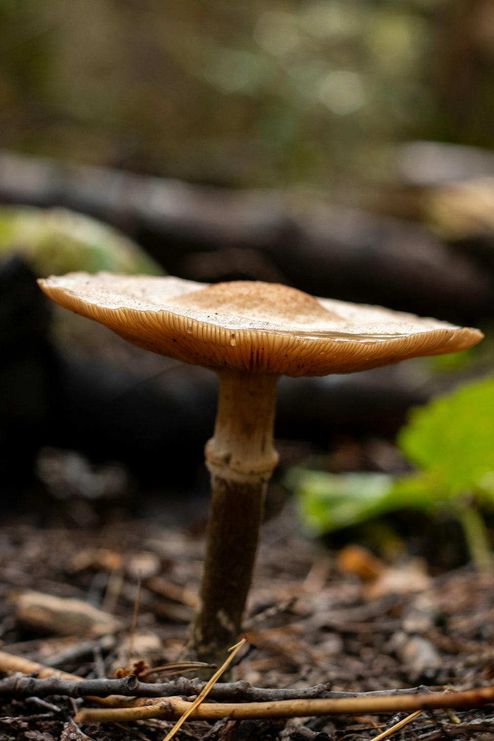 a close up of a mushroom on the ground