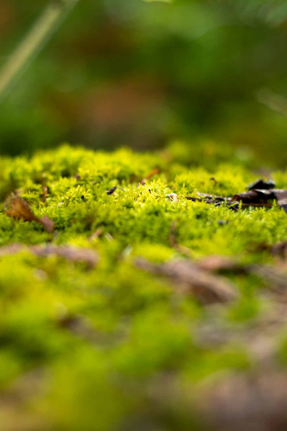a close up of a moss covered ground