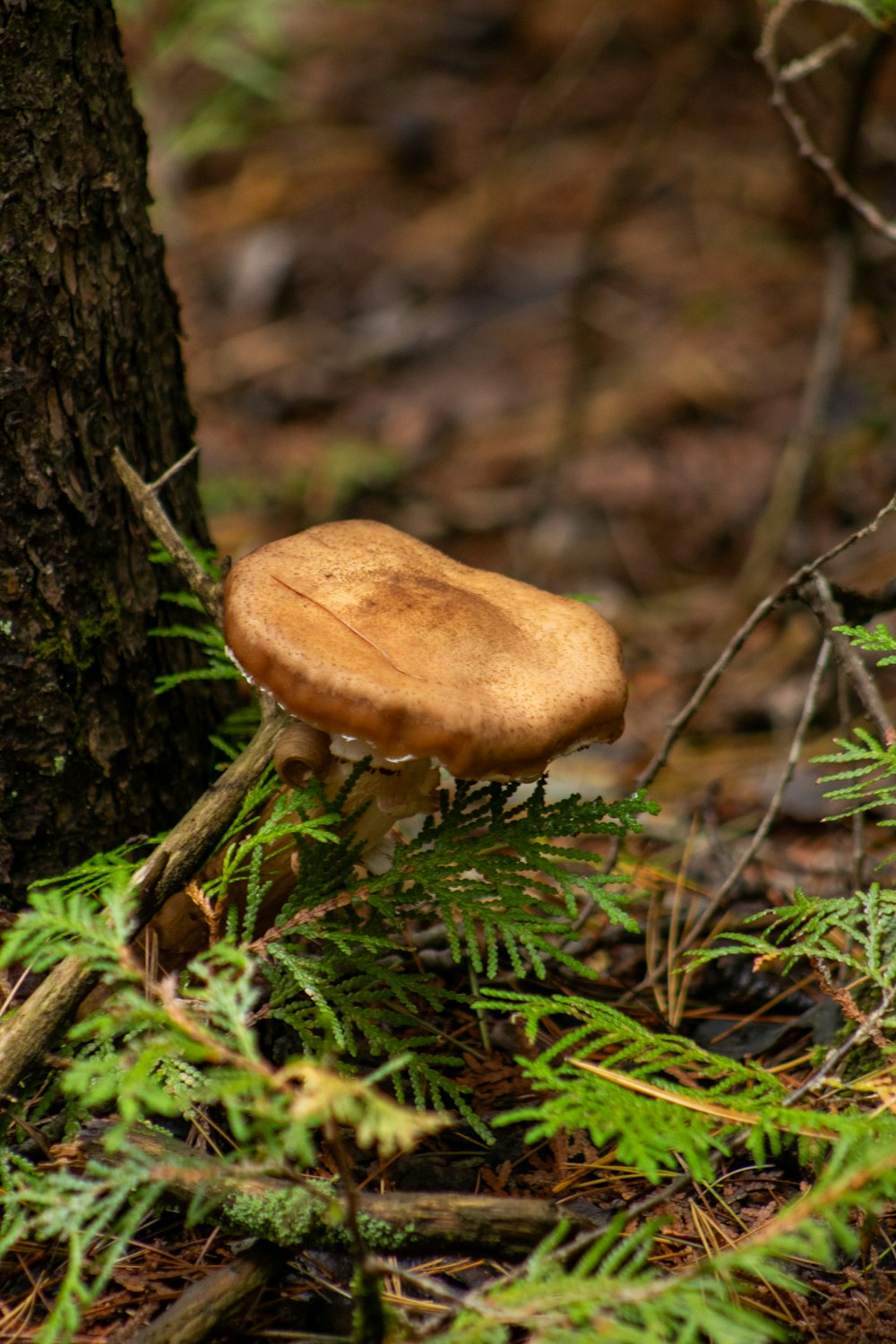 a mushroom growing on a tree in the woods