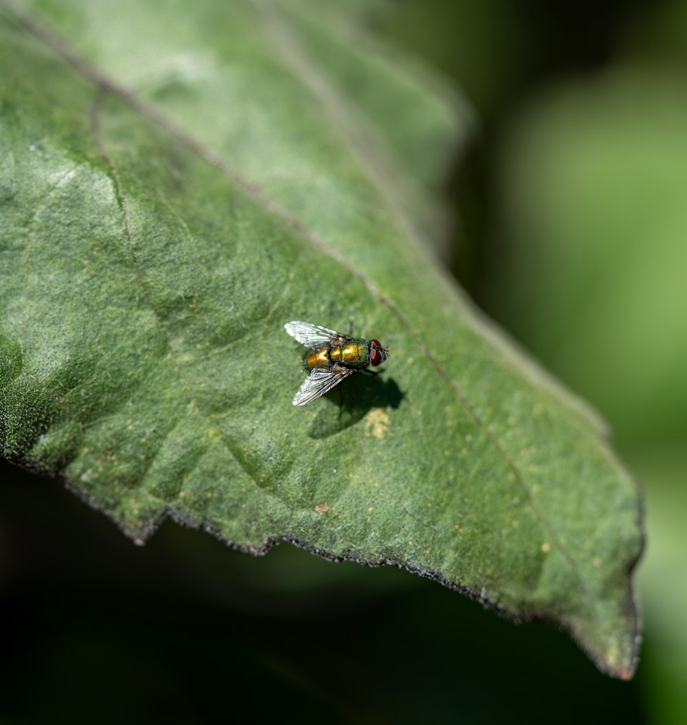a close up of a fly on a leaf