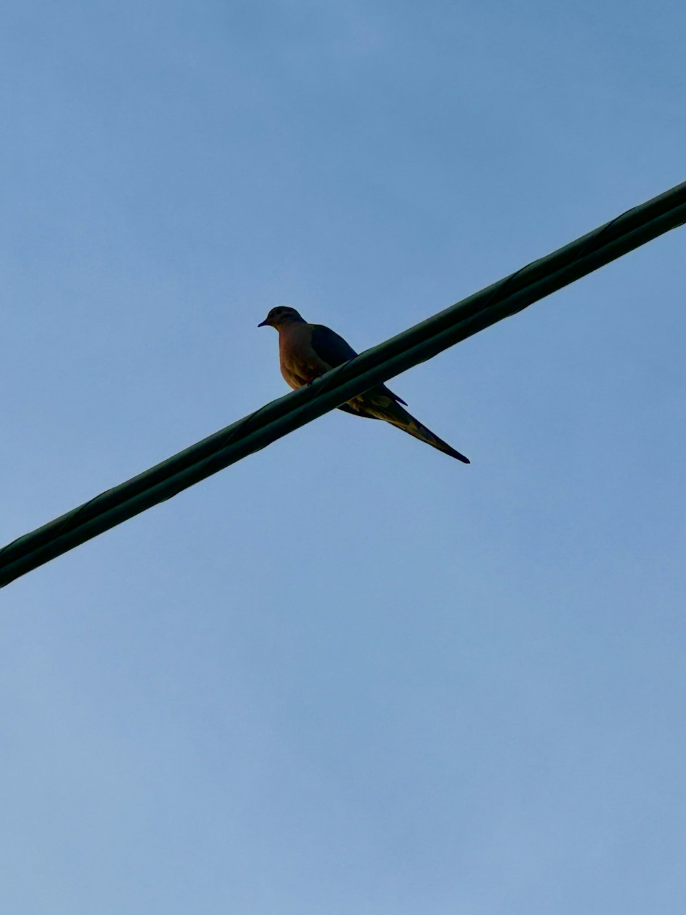 a bird sitting on top of a power line