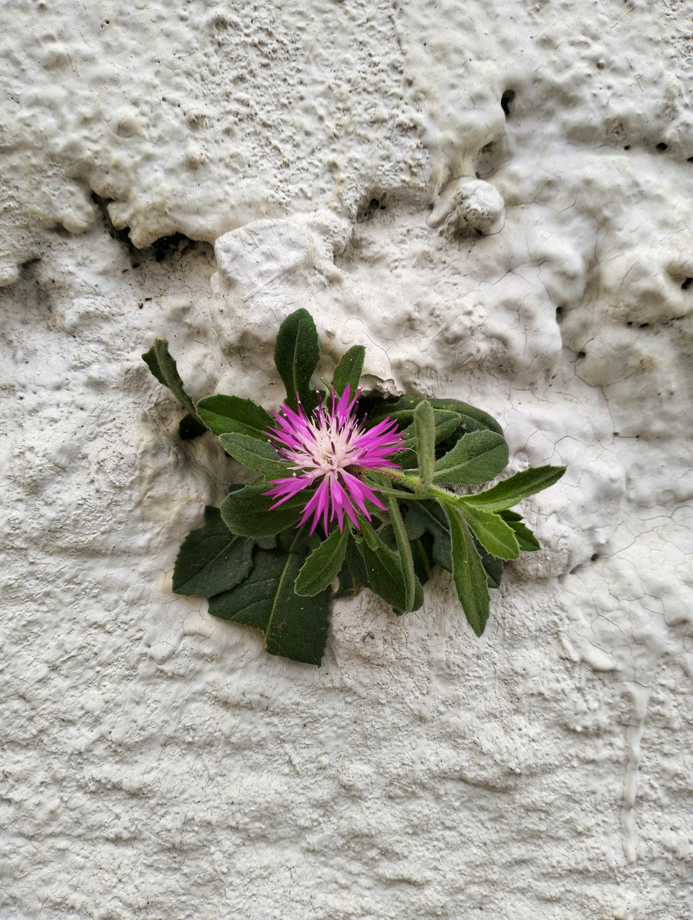 a pink flower is growing out of a crack in a wall