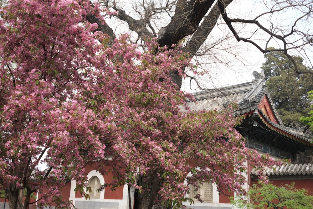 a tree with pink flowers in front of a building