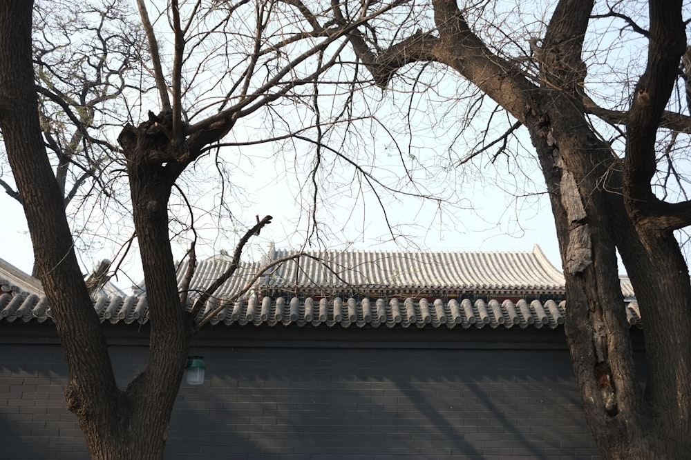 a tree with no leaves in front of a building