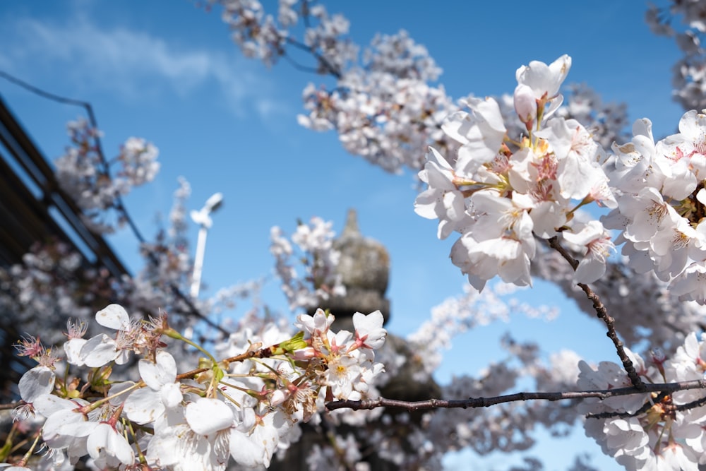 a close up of a tree with white flowers