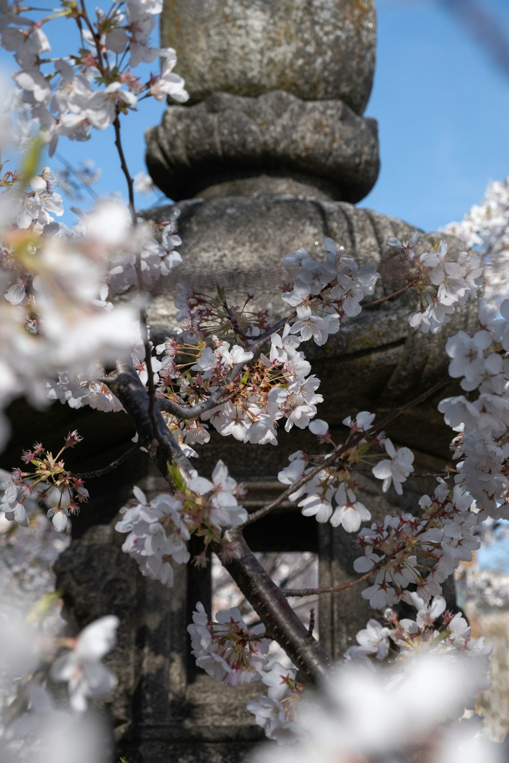 a close up of a tree with white flowers