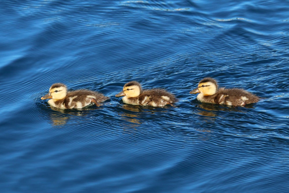 three ducks are swimming in the blue water