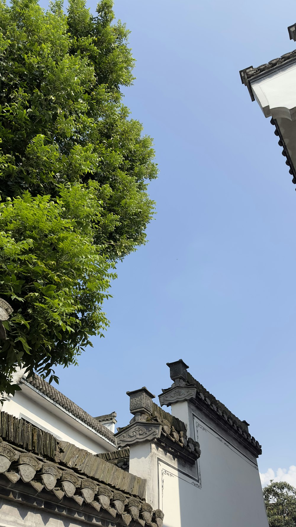 a tall tree sitting next to a white building