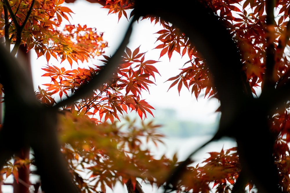 a close up of a tree with red leaves