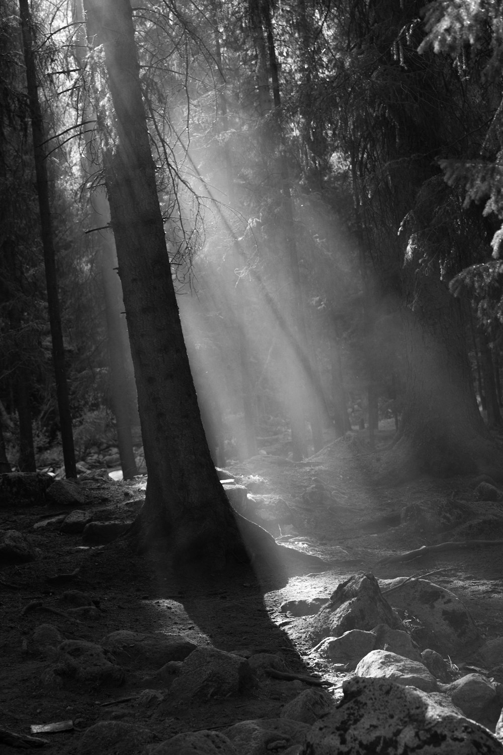 Ein Schwarz-Weiß-Foto eines Sonnenstrahls in einem Wald