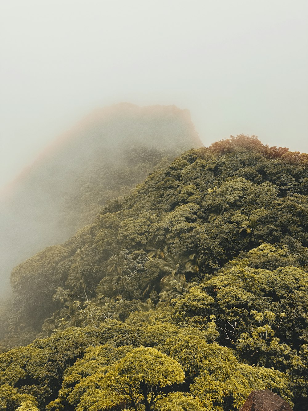 a mountain covered in lots of green trees