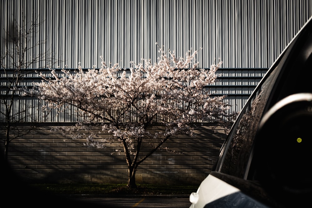 a car parked in front of a tree