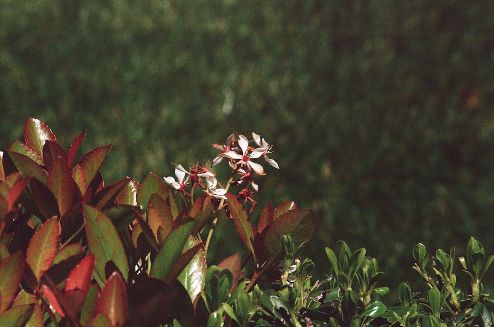 um arbusto com folhas vermelhas e verdes em primeiro plano