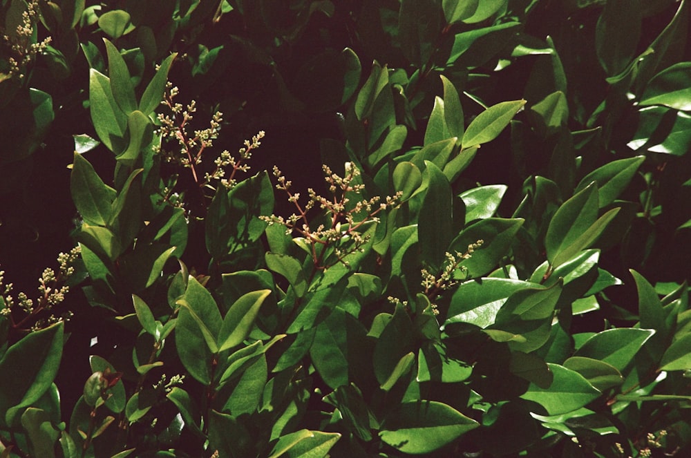 a close up of a bush with green leaves