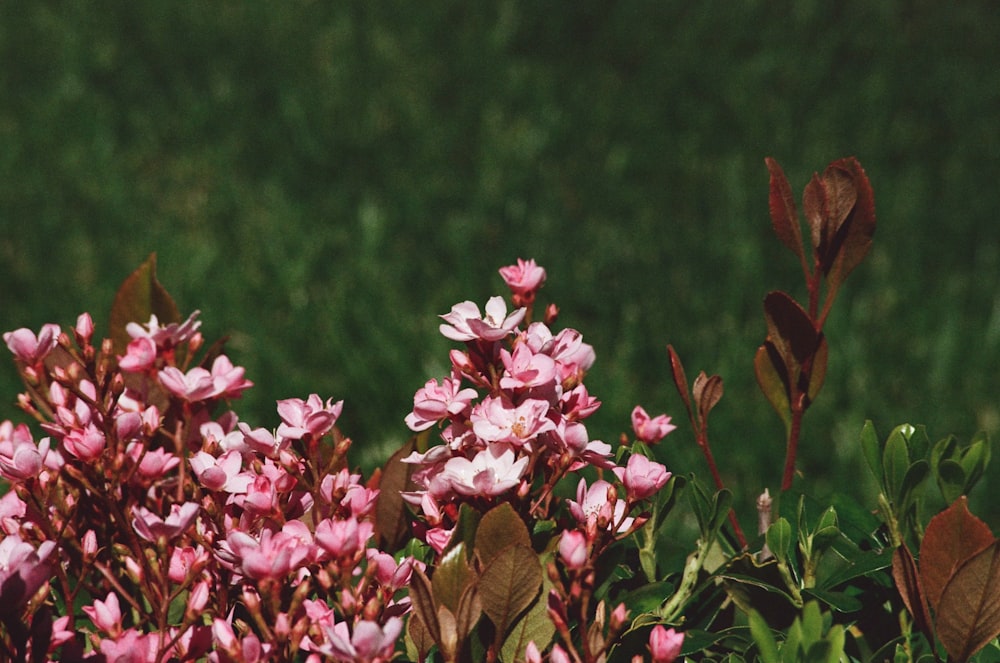 a bunch of flowers that are in the grass