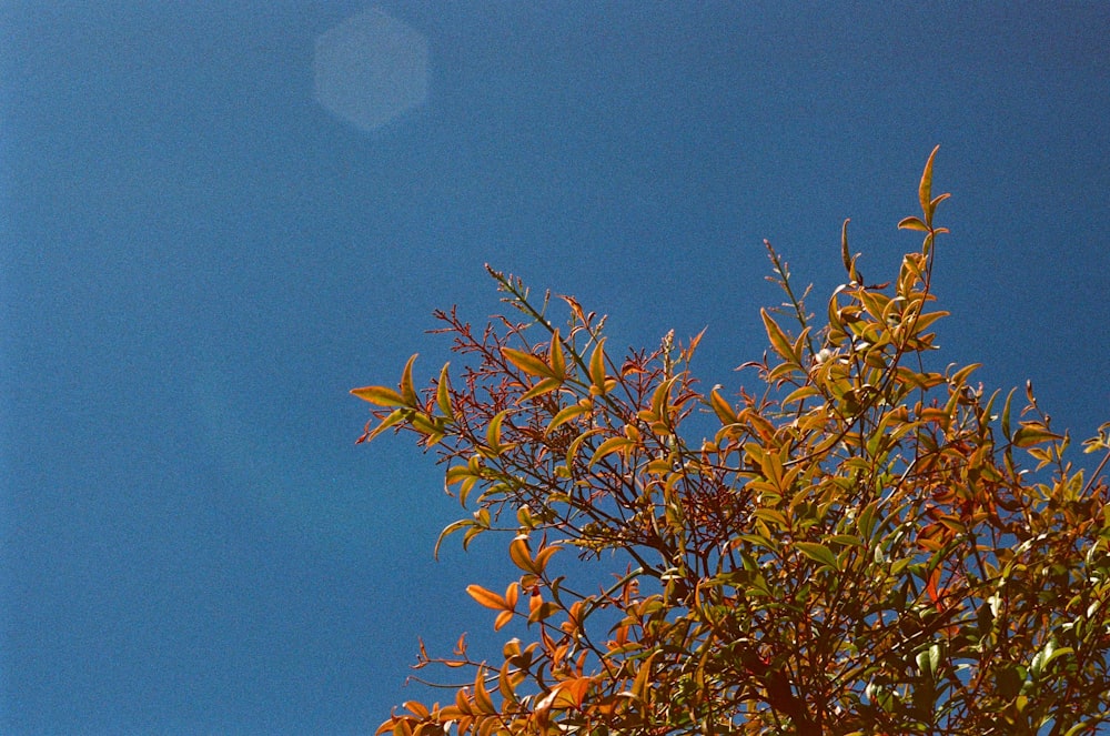 a bird sitting on top of a tree branch