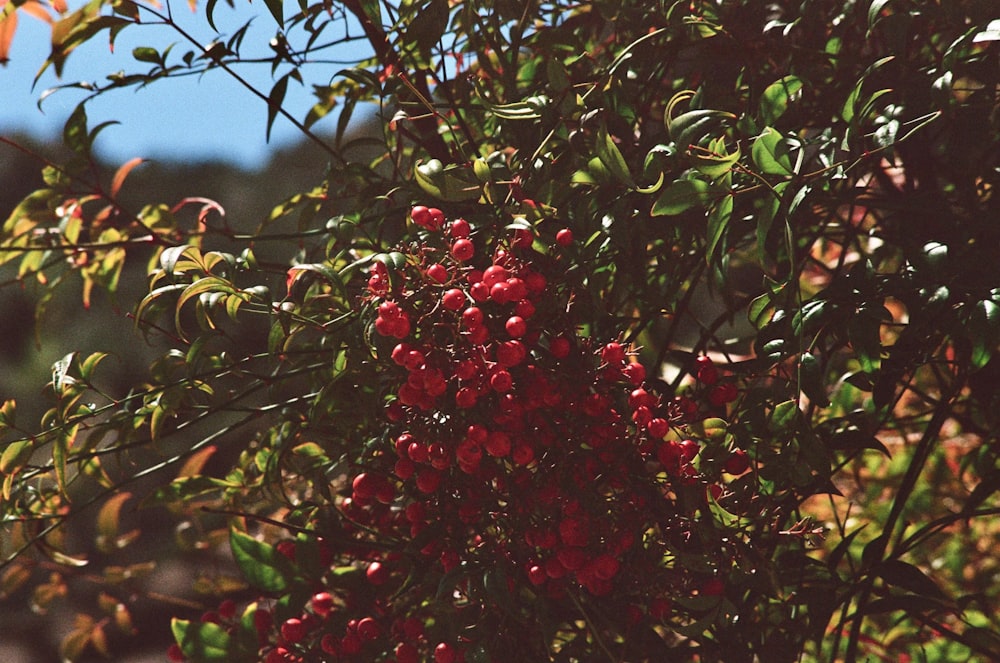 a bunch of berries hanging from a tree